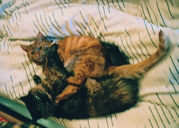 [PHOTO: Tangle of cute cat on bed: 40kB]