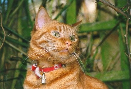 [PHOTO: Serenely beautiful cat poses elegantly for pawtrait: 47kB]