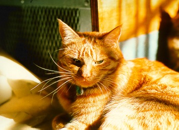 [PHOTO: sleepy ginger cat in dappled sunshine: 40kB]